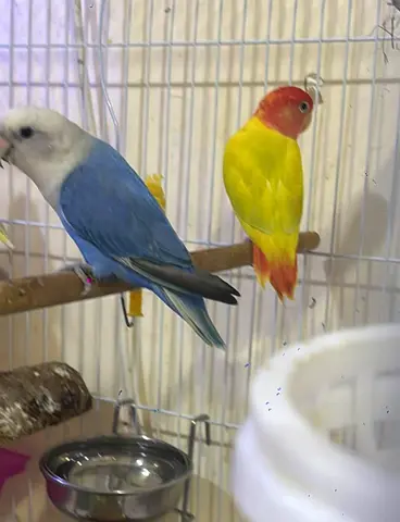 Female Love Birds - Blue and Mango ( Albino red eyes )