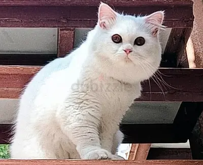 قط للتبنى