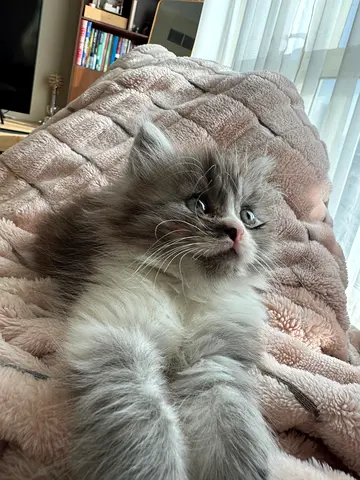 Fluffy Persian Chánchilla Grey  White Kittens Ready for Loving Home