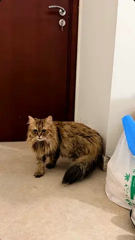 the cat is lost😭