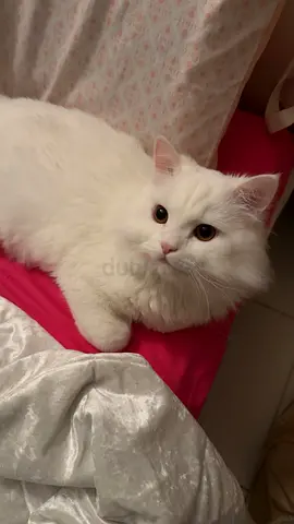 Male cat