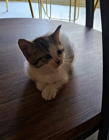 Free adoption