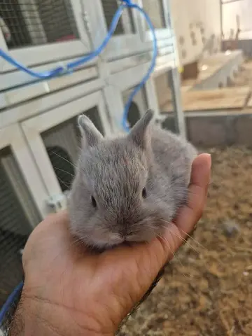 Very young dwarf rabbit - friendly and hand-raised for rehome