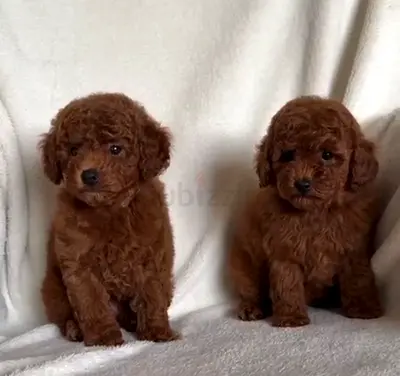 Poodle