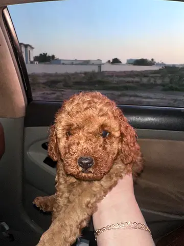 Purebred Toy Poodle Puppy — Friendly and Healthy