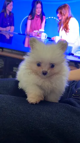 Teacup Pomeranian