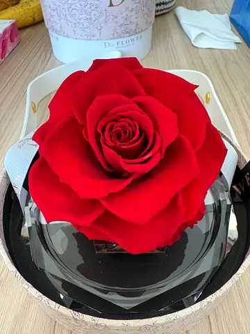 Forever Rose