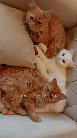 Three affectionate adult cats available for adoption — friendly bonded trio