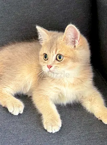Pure British Shorthair Chinchilla Ay Lilac Color