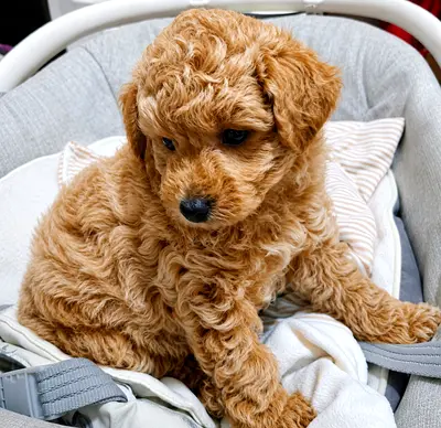 Young small curly-coated puppy — looking for new home (friendly, vaccinated)