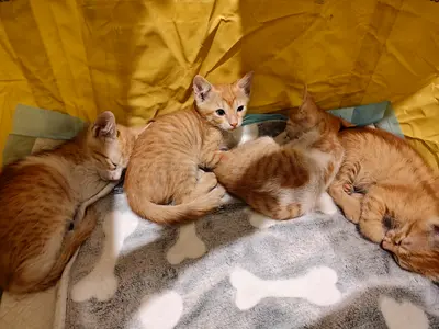 Ginger cats up for adoption or foster