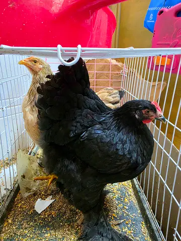 2 Brahma Chickens 6 months old 1F  1M