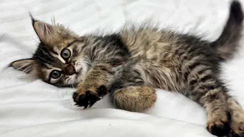 Playful long-haired tabby kitten - friendly and healthy litter trained