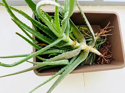 Aloe Vera Plants
