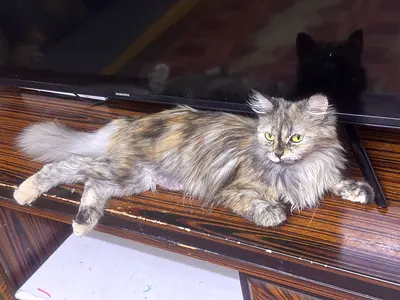 Long-haired female cat available for adoption - calm and friendly