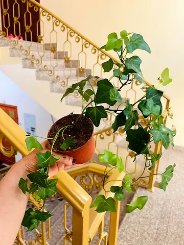 Healthy English Ivy (Hedera helix) in 10cm Pot - Trailing Houseplant