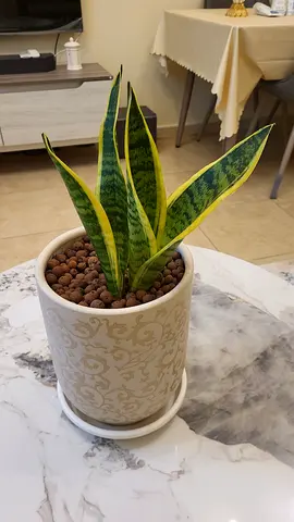 Snake Plant in Decorative Indoor Pot