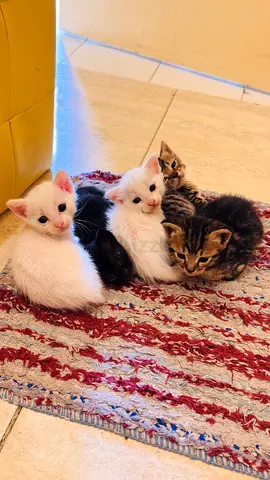 Persian Female with 5 kittens