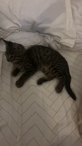 rescue this little tabby kitten 2 months old looking for a loving home