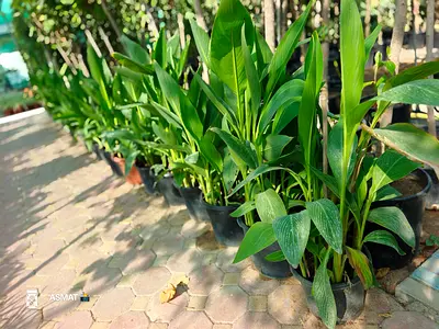 Green Canna Lely Yellow flowersGood for Garden or Balcony