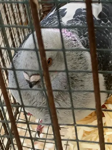 حمام زاجل  Racing pigeons