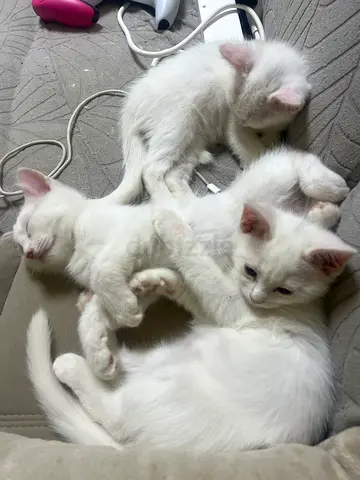 My beautiful kids for Adoption.
