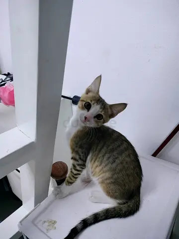 Friendly young cat available for adoption — healthy indoor kitten
