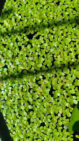 Aquatic plant