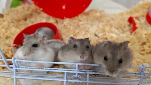 Adorable Dwarf Hamsters