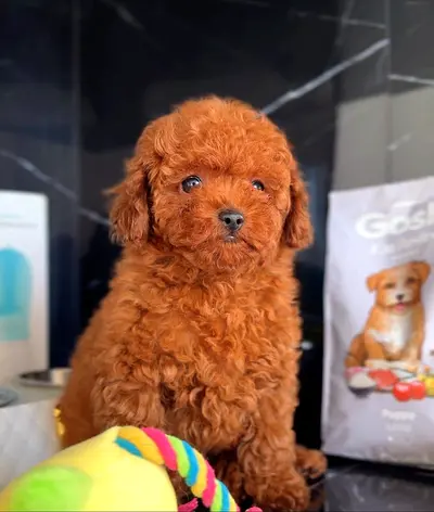 Poodle puppies