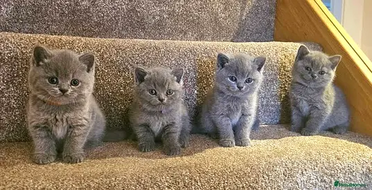 Shorthair British kittens