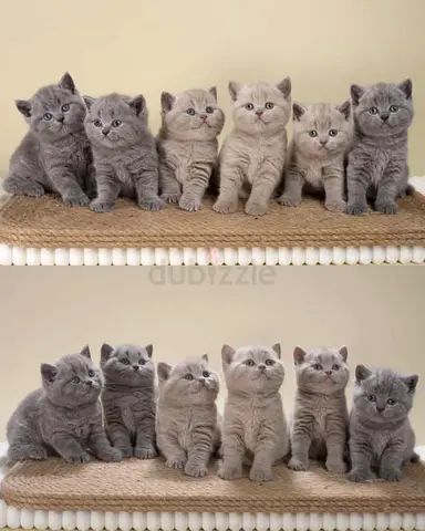 Shorthair British kittens