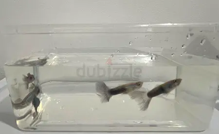 Premium Guppies | Healthy Home-Bred Fish