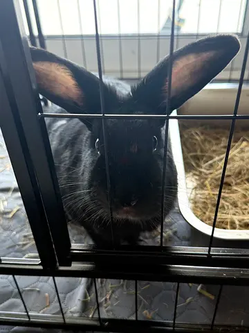 Rabbit