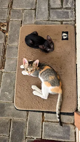 Two friendly kittens looking for a new home.