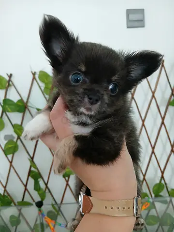 Teacup Chihuahua 100% pure longhair
