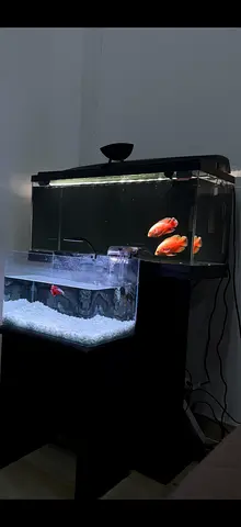 Ciano 80cm Aquarium with heater, Filter and substrate