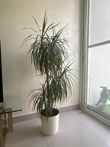 Tall Dracaena Marginata (Red-edged Dragon Tree) in White Decorative Pot