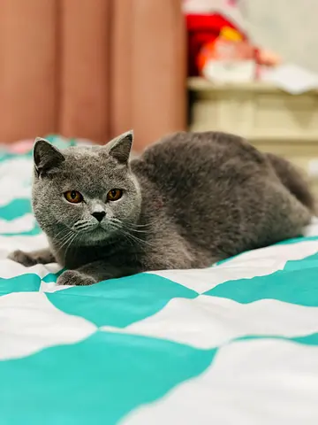 Friendly Cat for Adoption in Dubai