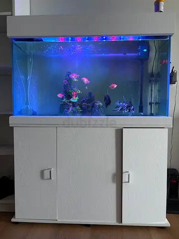 Fish tank with fishes and decoratives