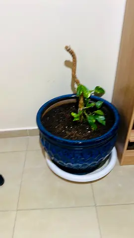 Potted indoor plant with royal blue colour (ready for pickup)
