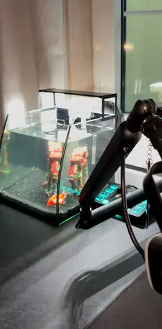 Fish tank with live fish