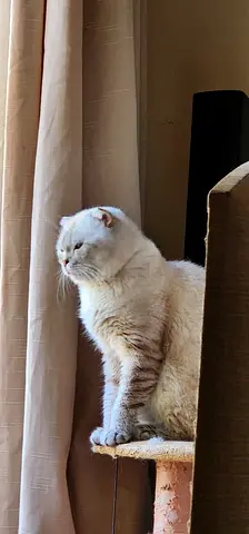 Cat for free adoption