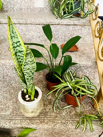 Small indoor plant trio – Snake plant, Peace Lily, and Spider plant (healthy, easy-care)