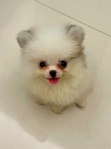 Adorable Pomeranian puppy — friendly, playful, ready for home