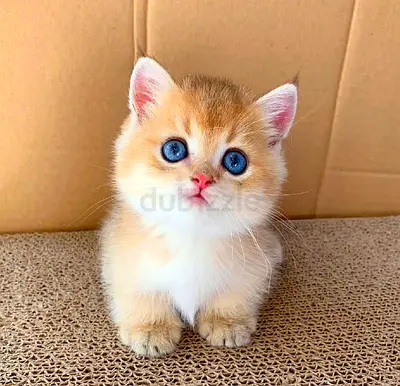 Purebred kittens
