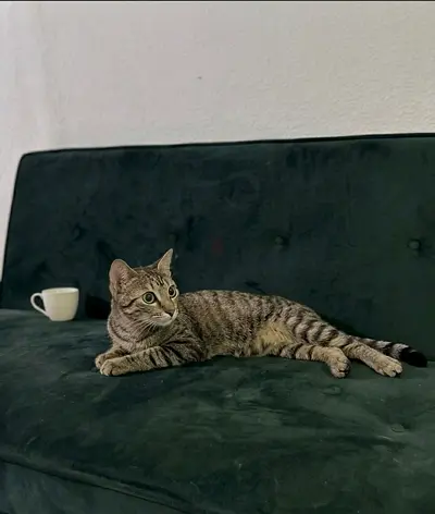 6-Month old Domestic shorthair Mix — Female up for adoption