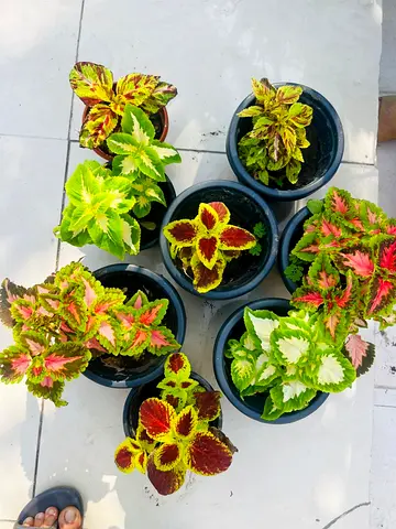 Assorted Coleus Plants - 7 Potted Varieties, Great for Balcony or Garden