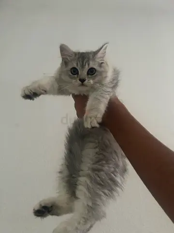 NS12 Mainecoon x Chinchilla — 45 days old