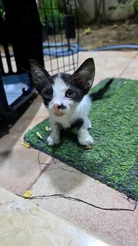 6 weeks black and white kitten — healthy, playful, ready for new home Free adoption